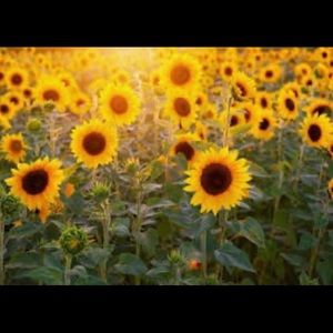 Meet your Posher, Charlie